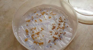 Jak můžete zkontrolovat a určit klíčivost semen rajčat?